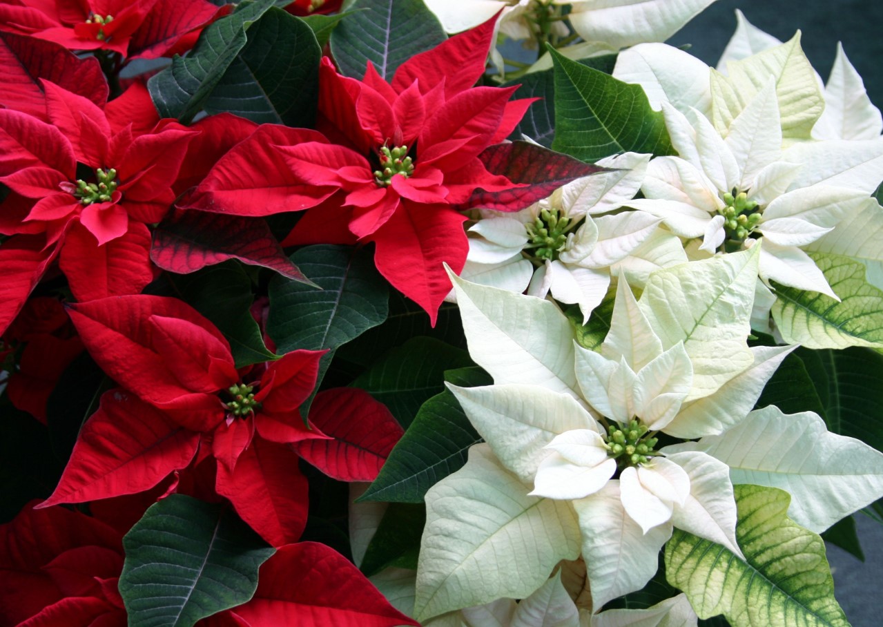 Jõulutähe salajane ajalugu: lill, mis valgustab jõule