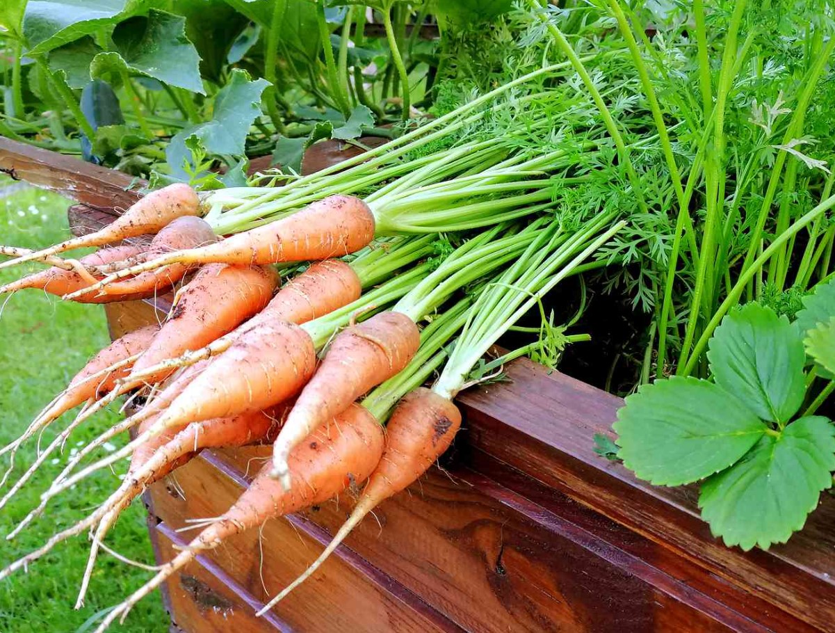 Miks porgand vanal peenral halveneb: ja kuidas seda vältida ilma külvikorra muutmiseta