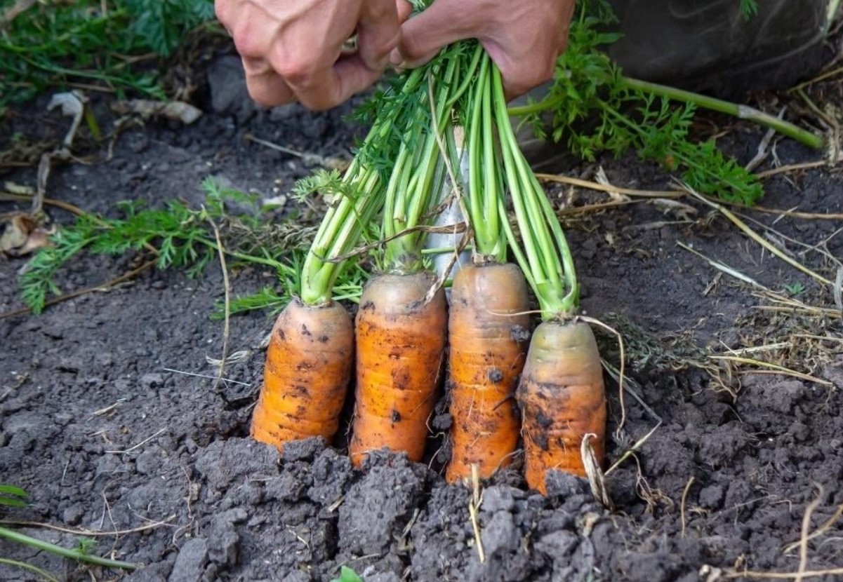 Miks porgand vanal peenral halveneb: ja kuidas seda vältida ilma külvikorra muutmiseta