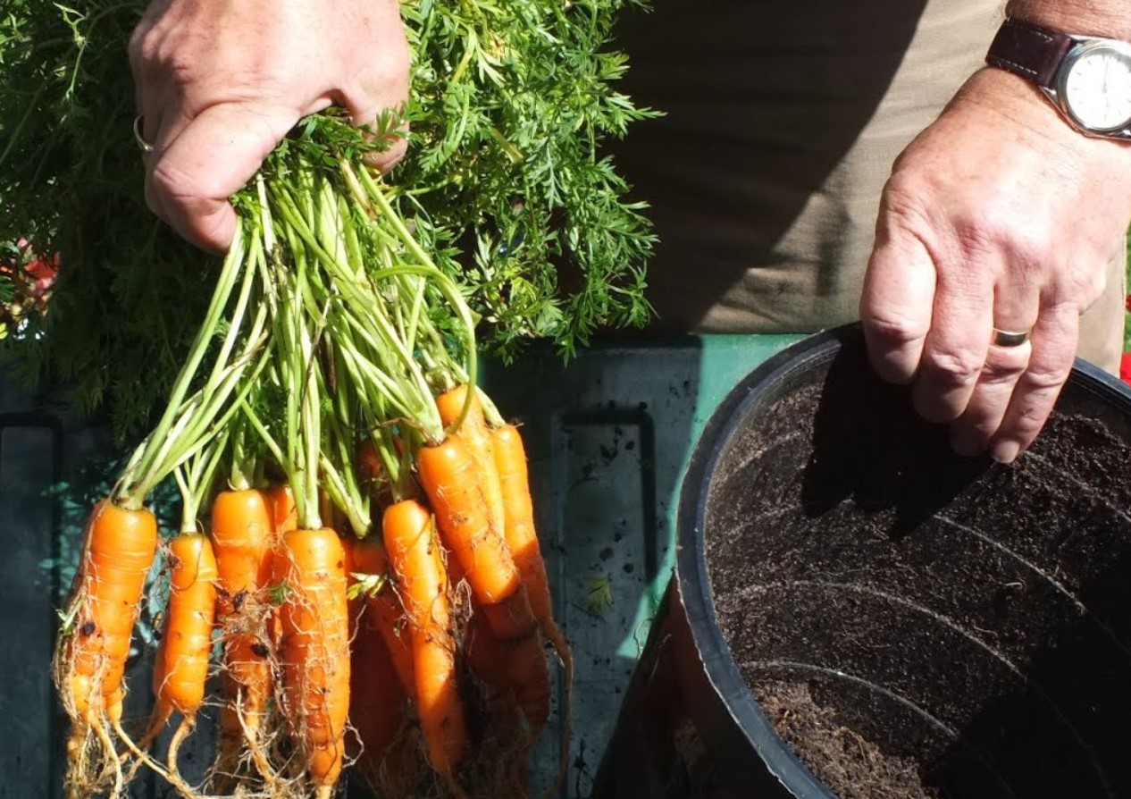Miks porgand vanal peenral halveneb: ja kuidas seda vältida ilma külvikorra muutmiseta