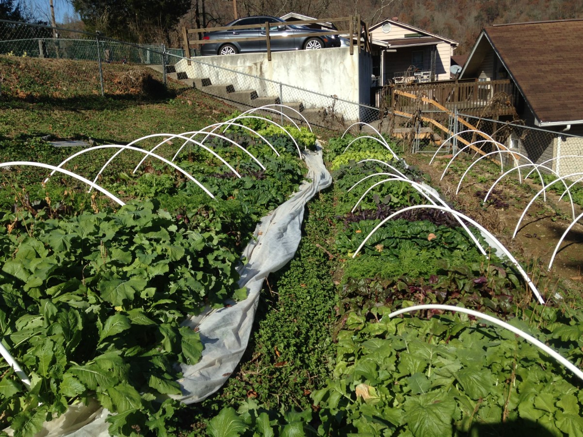 Kuidas pikendada aianduse hooaega Eestis: kerged tunnelid, kasvuhooned ja katused, mis toimivad