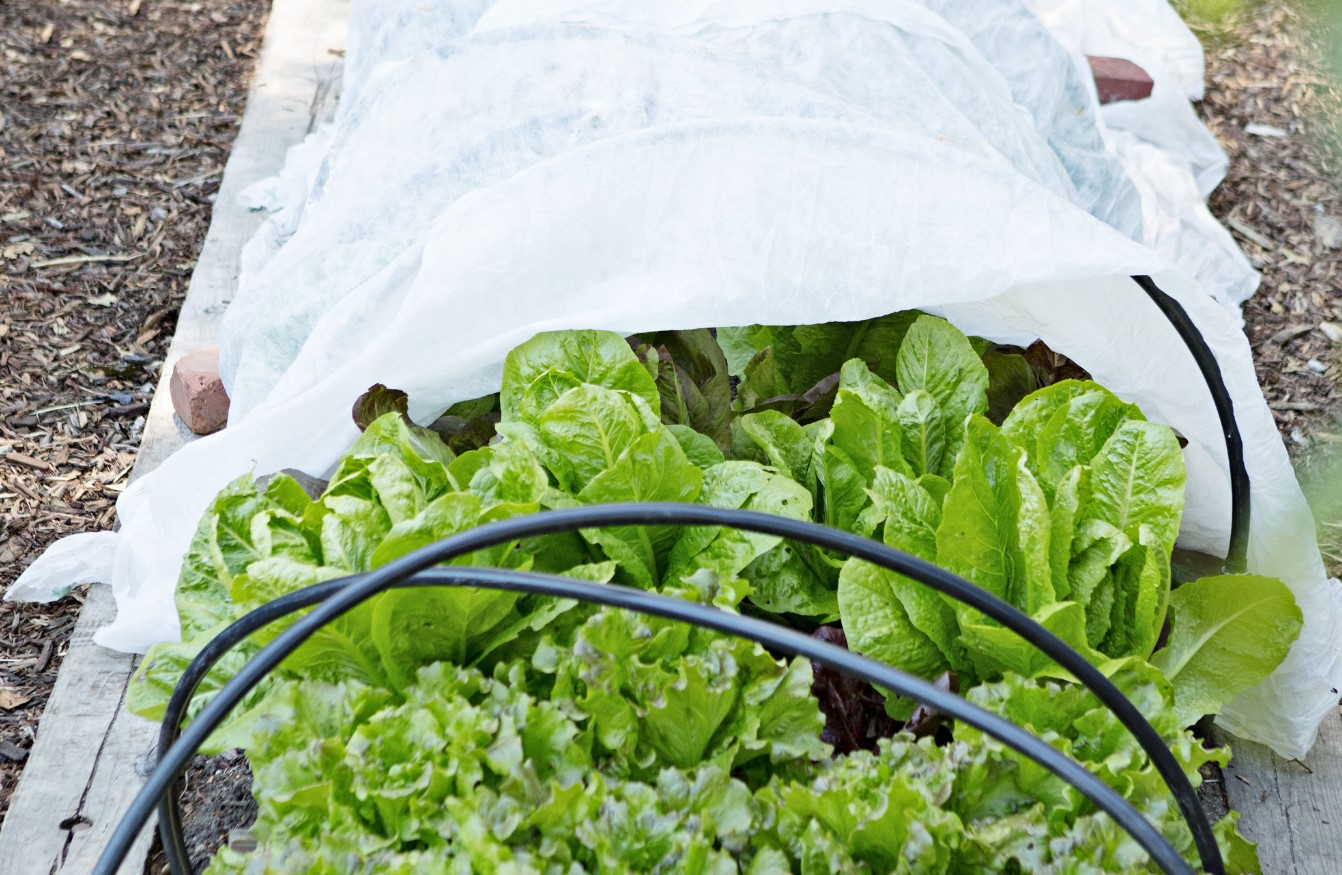 Kuidas pikendada aianduse hooaega Eestis: kerged tunnelid, kasvuhooned ja katused, mis toimivad