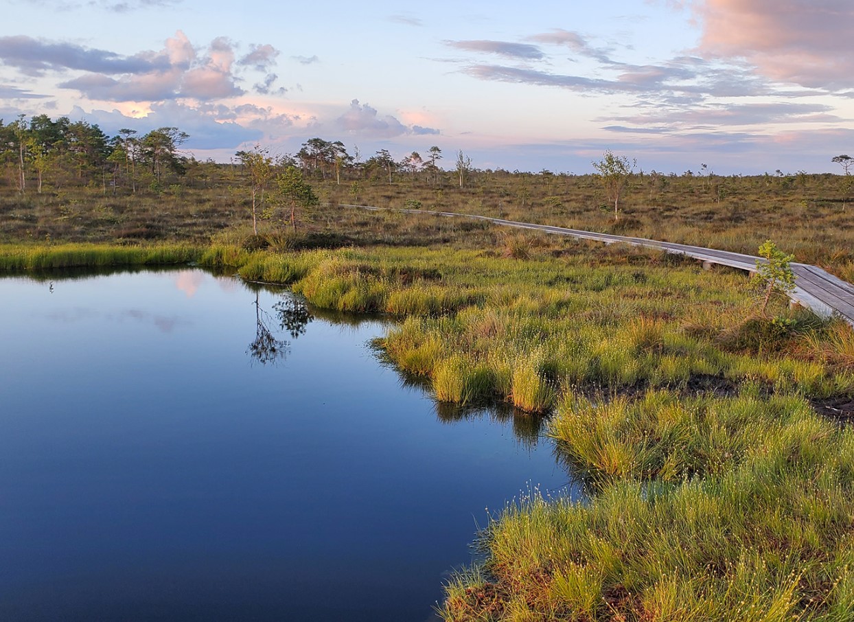 Säästvad turva asendajad: mida valida Eesti aiapidajale ja miks see on täna oluline